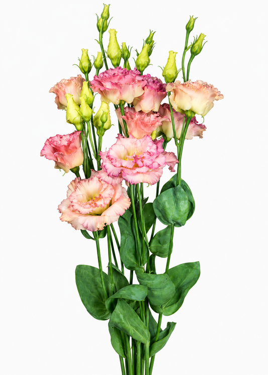 Liziante Alissa Champagne F1 | Eustoma grandiflorum | Group 2