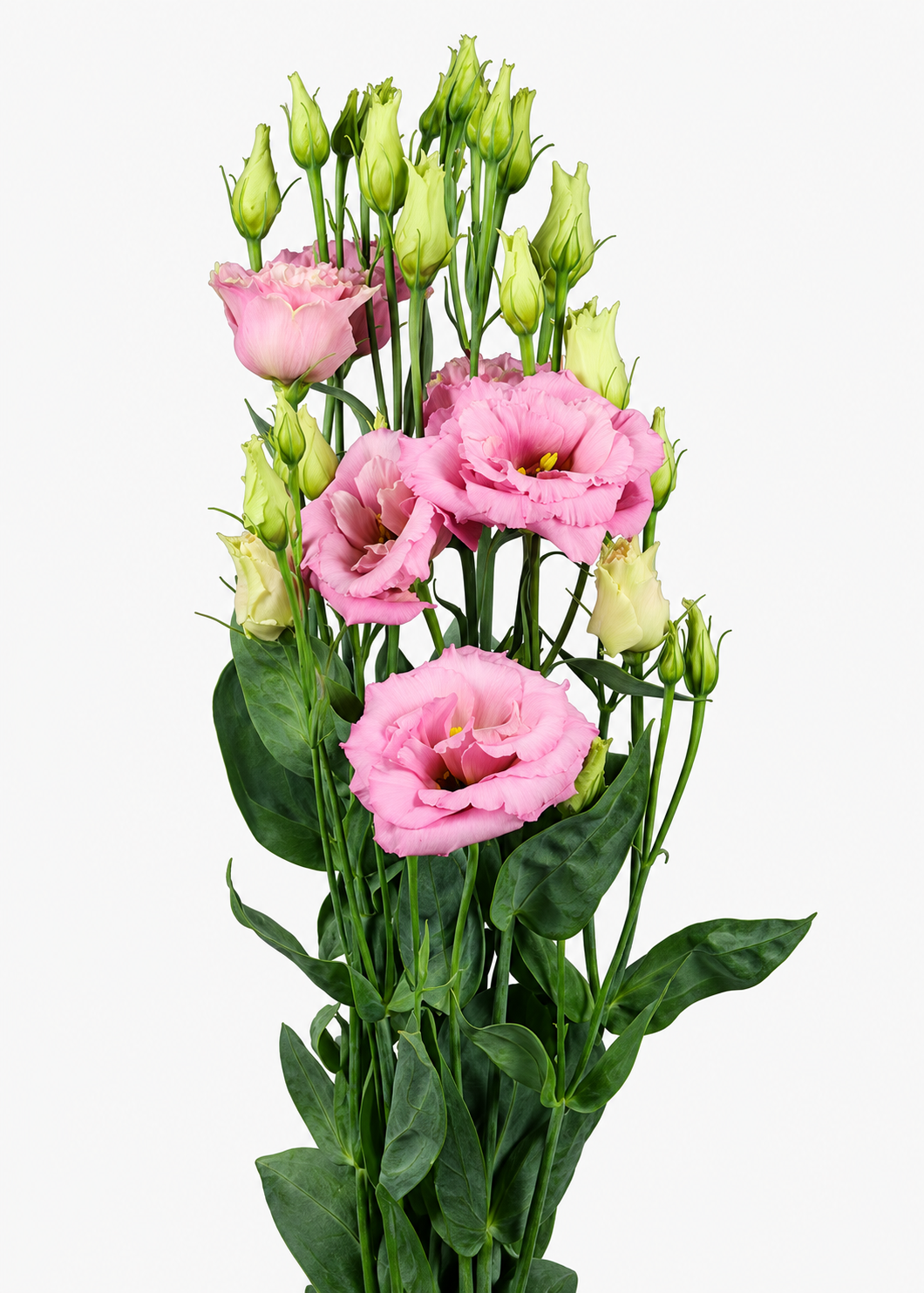 Liziante Alissa Light Pink F1 | Eustoma grandiflorum | Group 2