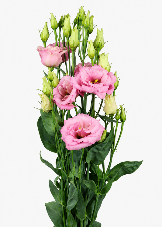 Liziante Alissa Light Pink F1 | Eustoma grandiflorum | Group 2