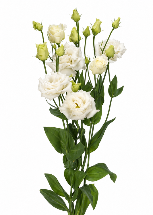 Liziante Alissa White F1 | Eustoma grandiflorum | 2. grupa