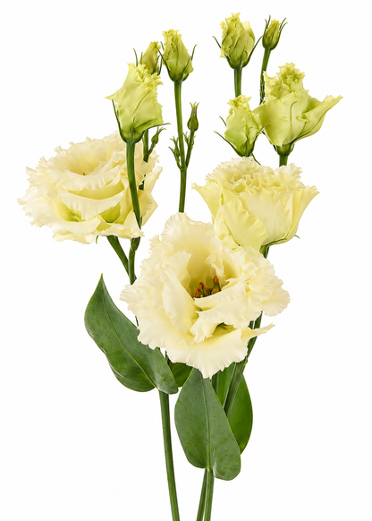 Liziante Alissa Yellow III F1 | Eustoma grandiflorum | Group 2