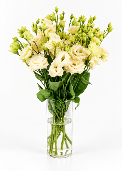 Liziante Alissa Yellow III F1 | Eustoma grandiflorum | Group 2