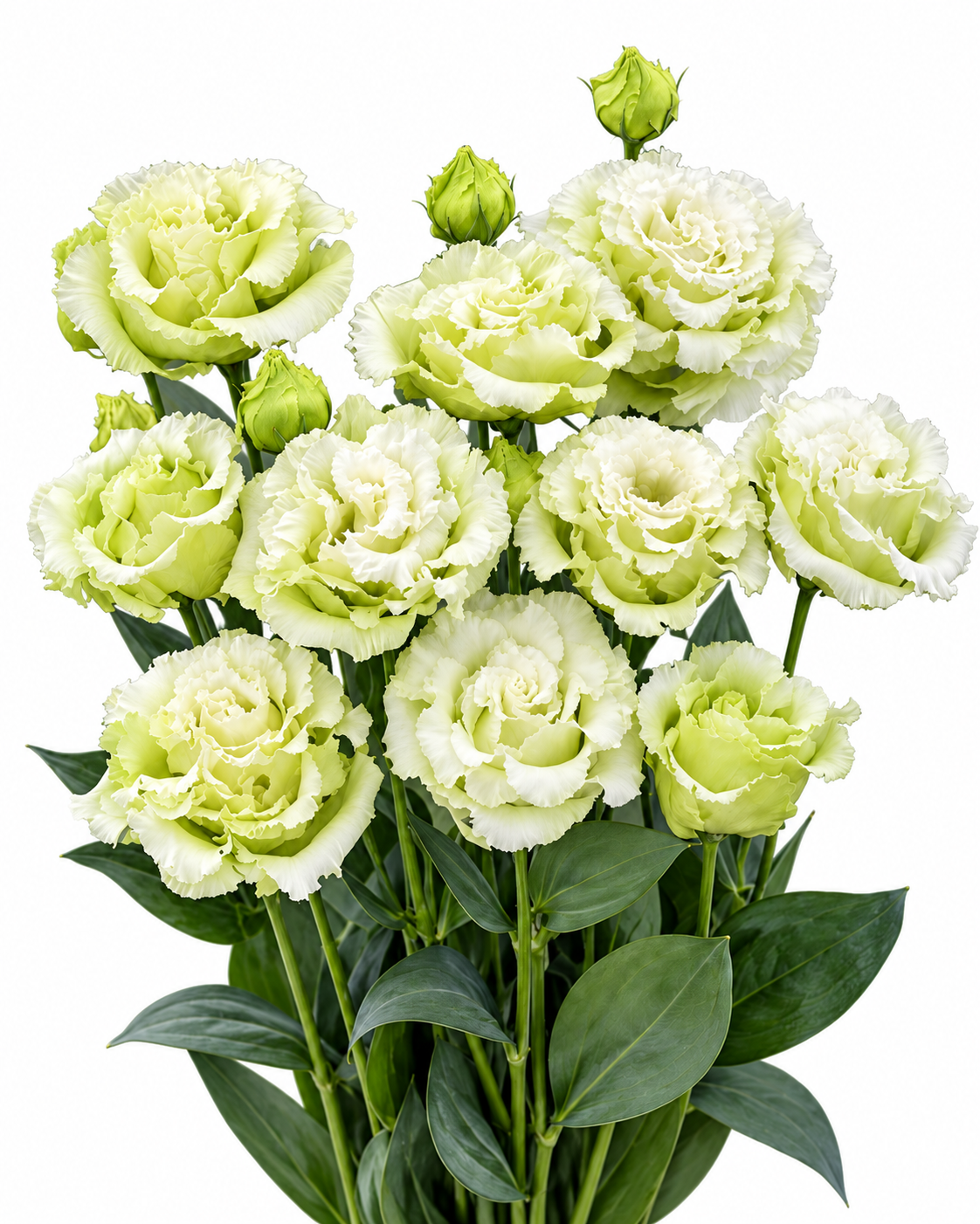 Lizante Corelli Sugoi™ Green F1 | Eustoma grandiflorum | Group 3