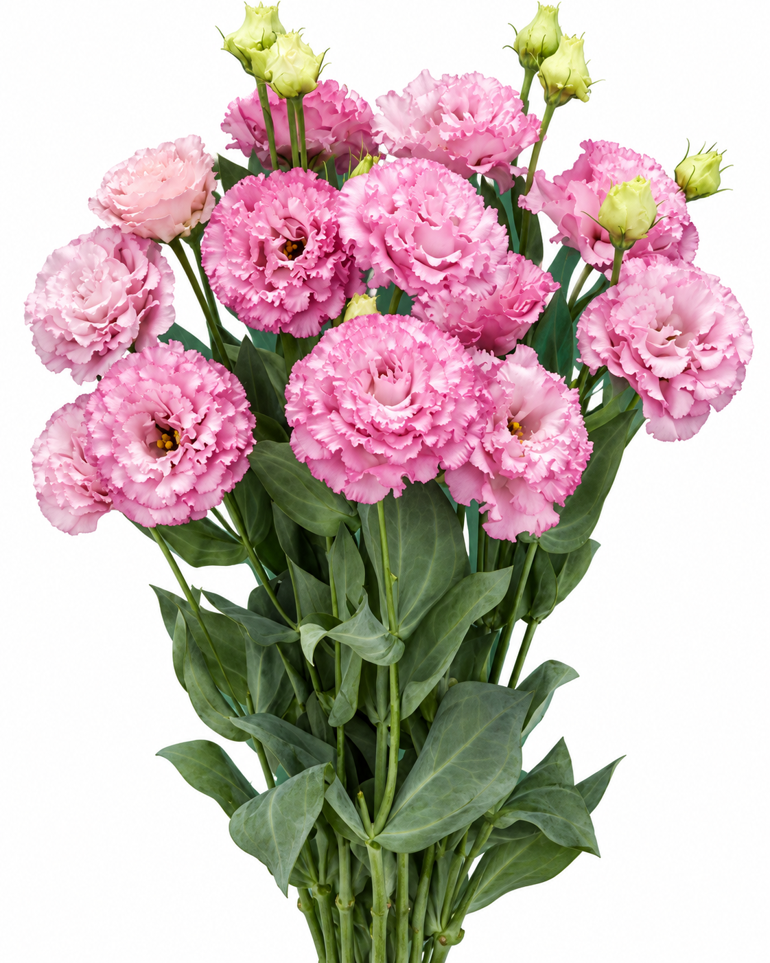 Lizante Corelli Sugoi™ Rose Pink F1 | Eustoma grandiflorum | 2. grupa