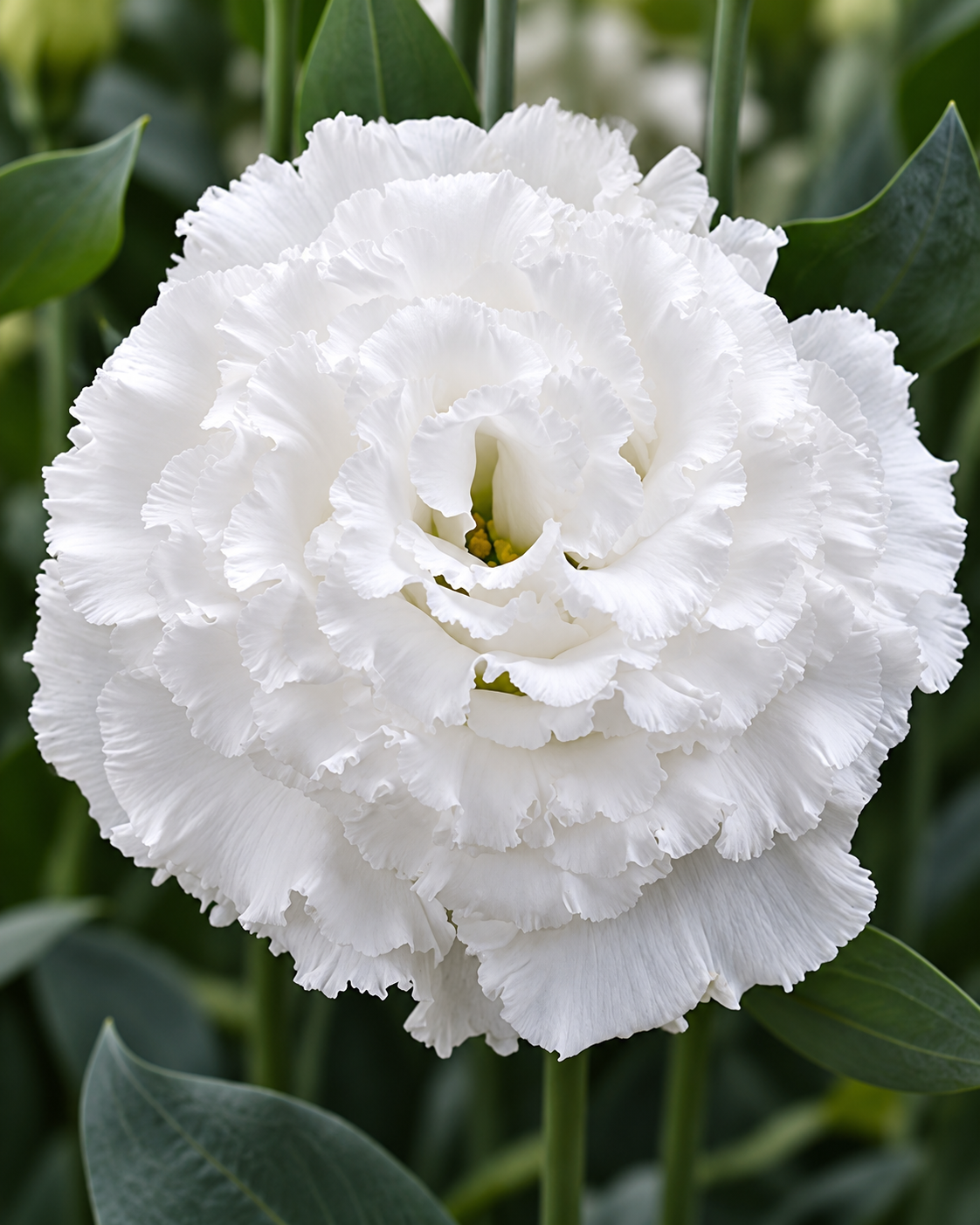 Eustoma grandiflorum Corelli Sugoi™ White F1 | Group 2 Lisianthus