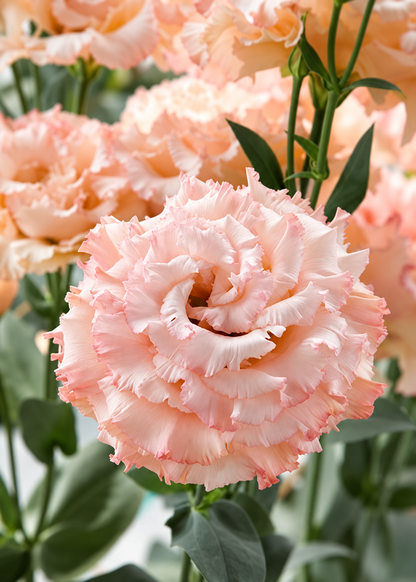 Lizante Corelli™ Apricot Gen 2 F1 | Eustoma grandiflorum | Group 3