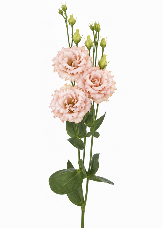 Lizante Corelli™ Apricot Gen 2 F1 | Eustoma grandiflorum | Group 3