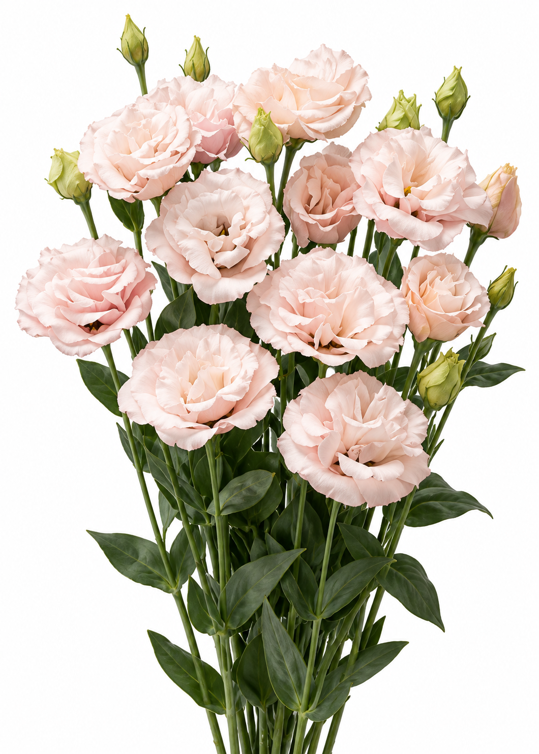 Lizantes Corelli™ III Light Pink F1 | Eustoma grandiflorum
