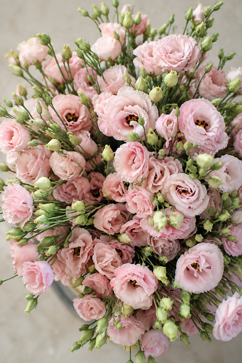 Lizantes Corelli™ III Light Pink F1 | Eustoma grandiflorum