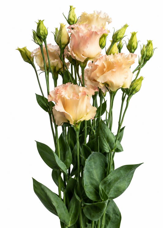 Lizante Falda™ Light Apricot F1 | Eustoma grandiflorum | Group 2