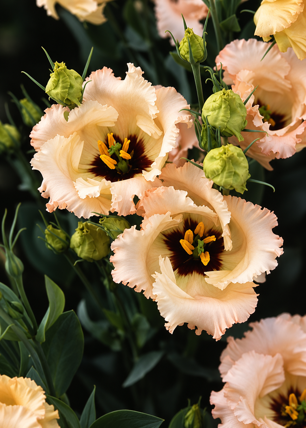 Lizante Falda™ Light Apricot F1 | Eustoma grandiflorum | Group 2