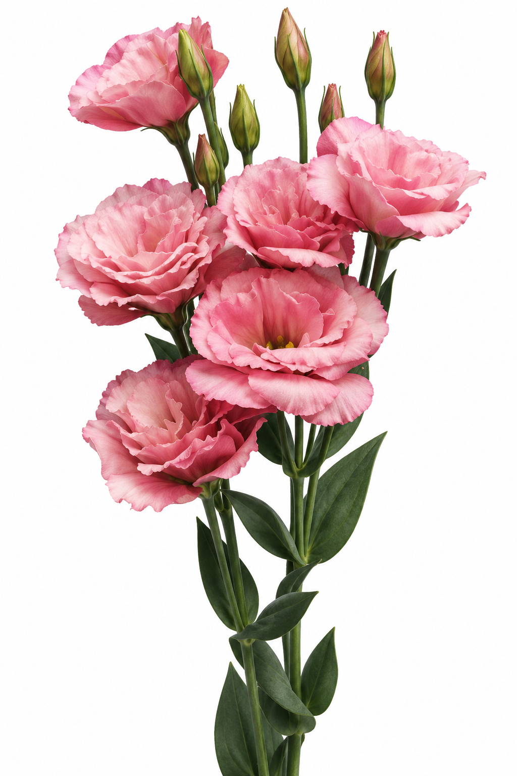 Eustoma grandiflorum Flare Rose Deep I-II F1 | Lisianthus | Pelleted Seeds therapyofflowers.com