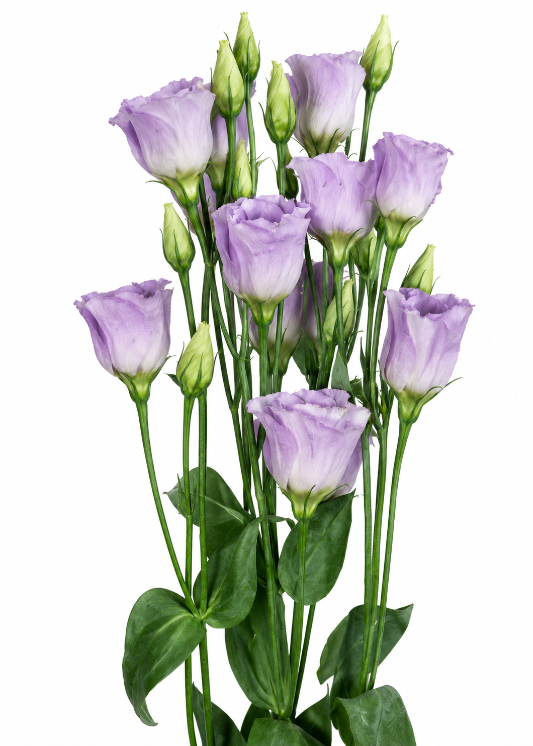 Liziante Piccolo® Lavender F1 | Eustoma grandiflorum | Group 2