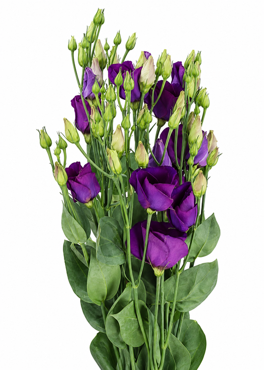 Eustoma grandiflorum Piccolo® Violet F1 | Group 2 Lisianthus