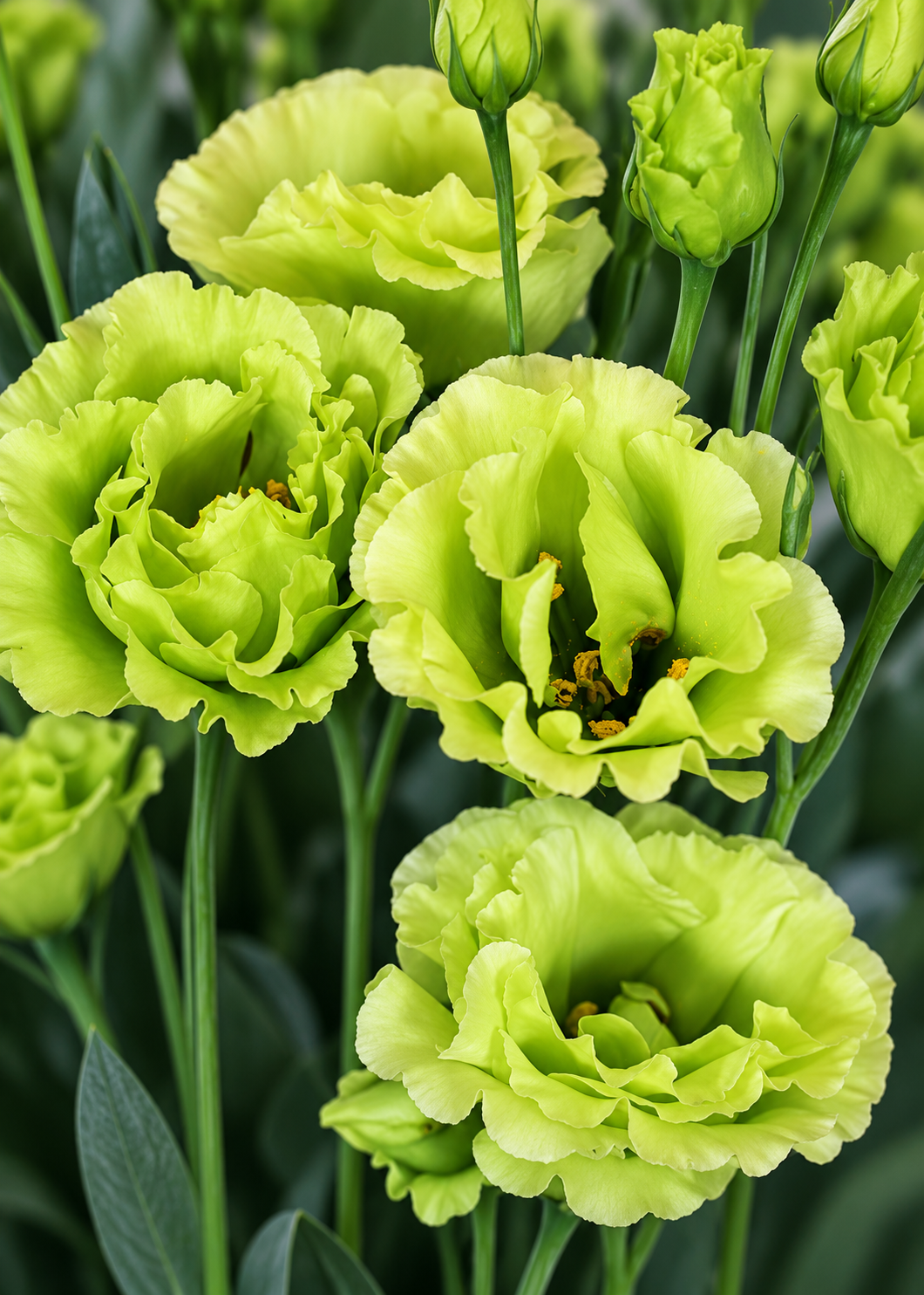 Liziante Rosanne Bright Green F1 | Eustoma grandiflorum | Group 2