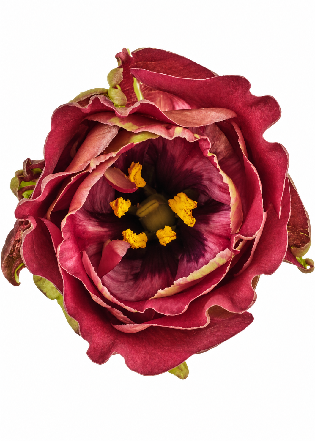 Liziante Rosanne Brown F1 | Eustoma grandiflorum  | Group 3