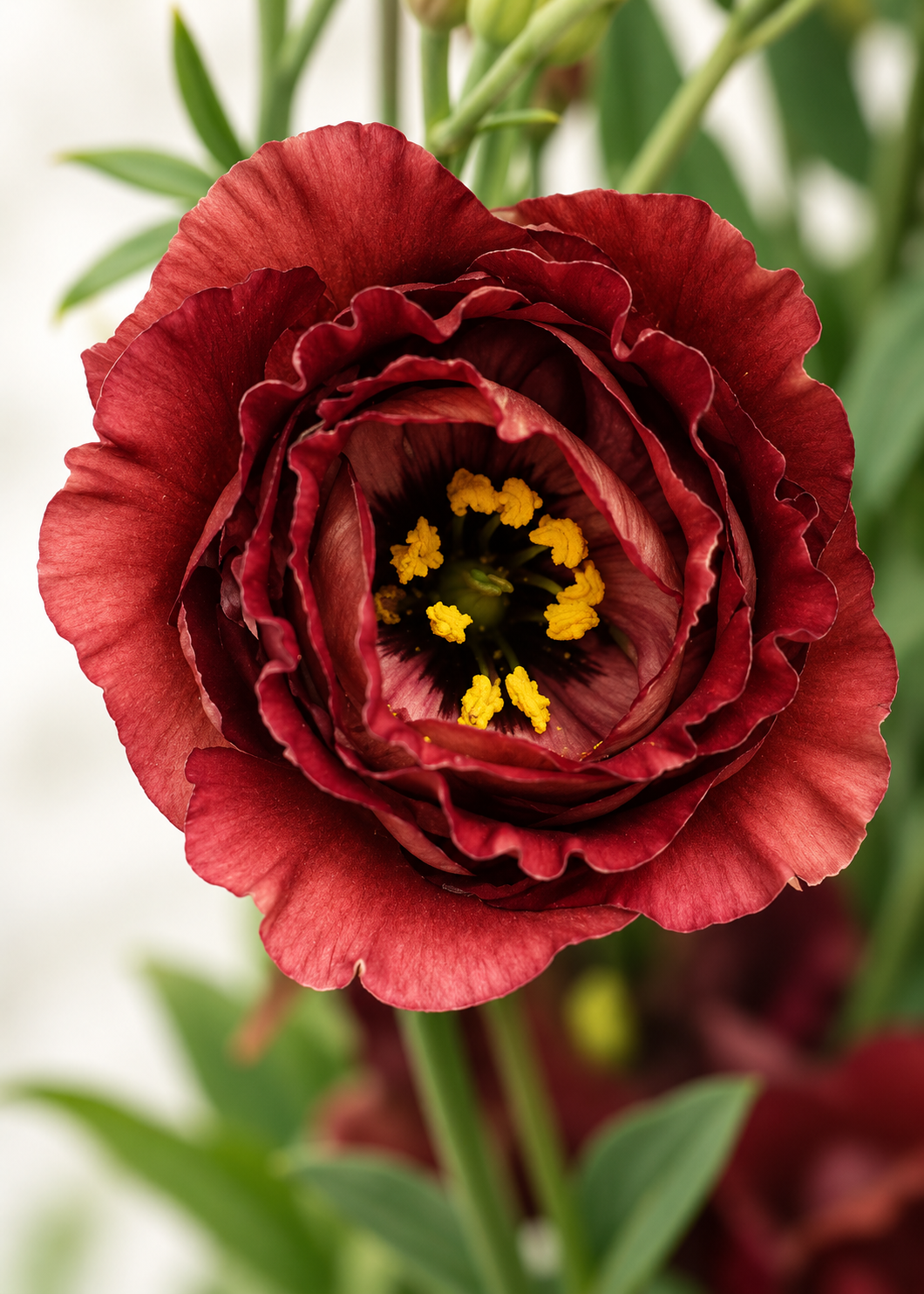 Liziante Rosanne Brown F1 | Eustoma grandiflorum  | Group 3