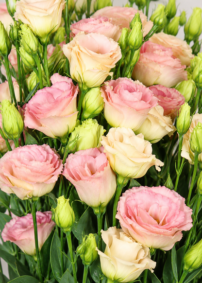 Liziante Rosita® Champagne F1 | Eustoma grandiflorum | Group 3 