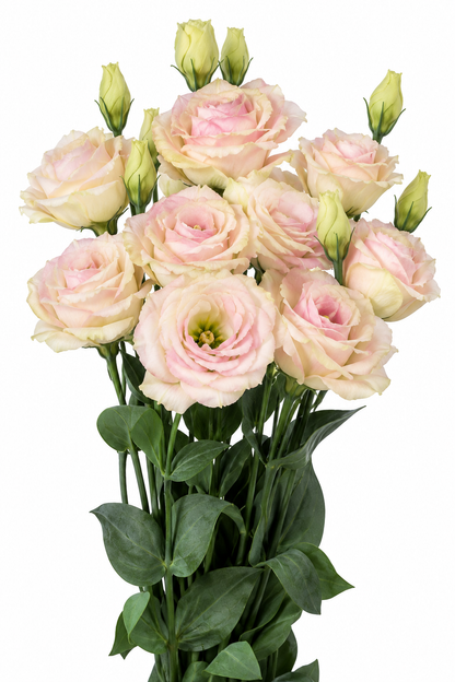 Liziante Rosita® Champagne F1 | Eustoma grandiflorum | Group 3 