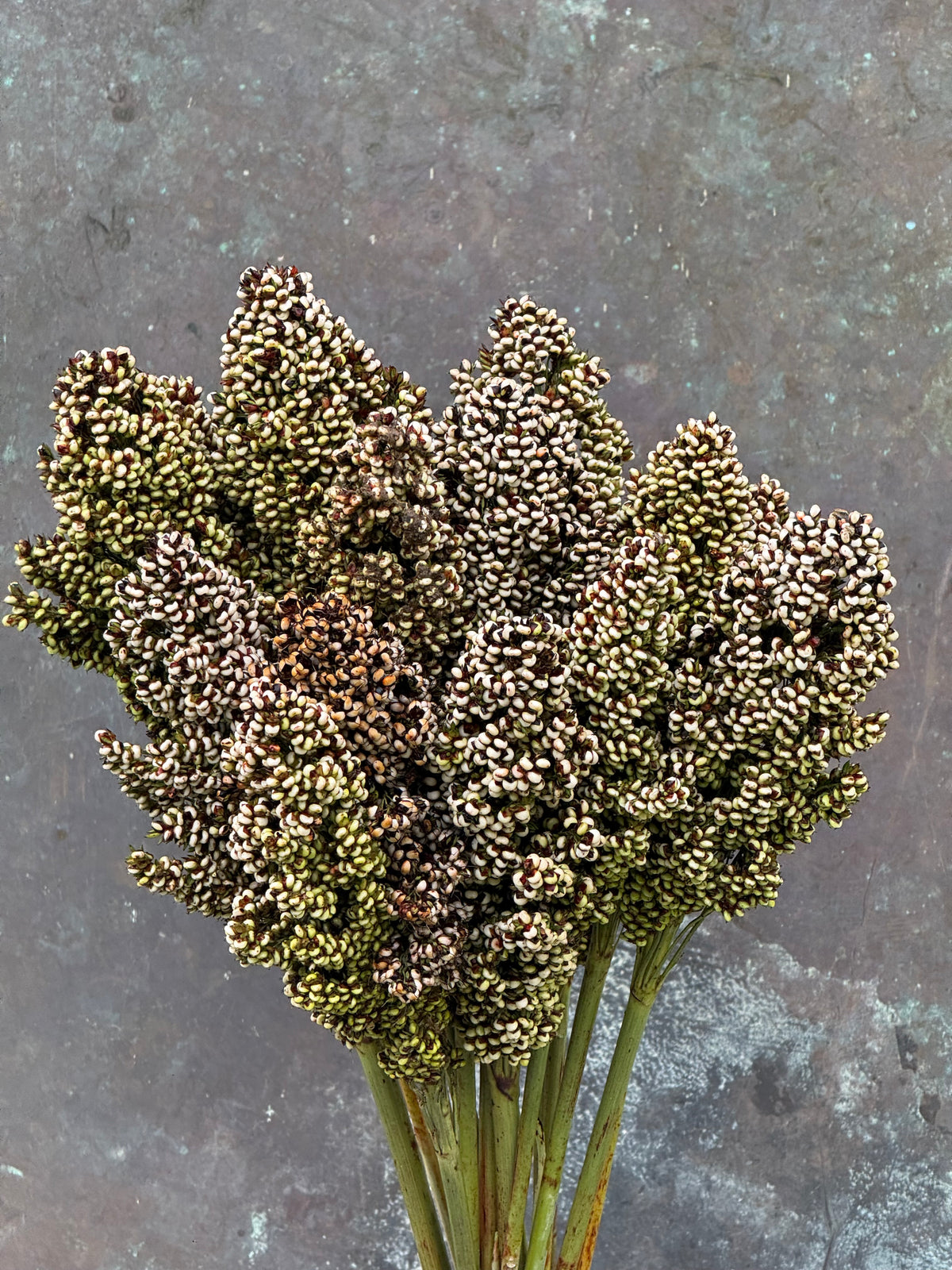 Dekoratīvais sorgo Milaan White | Sorghum nigricans