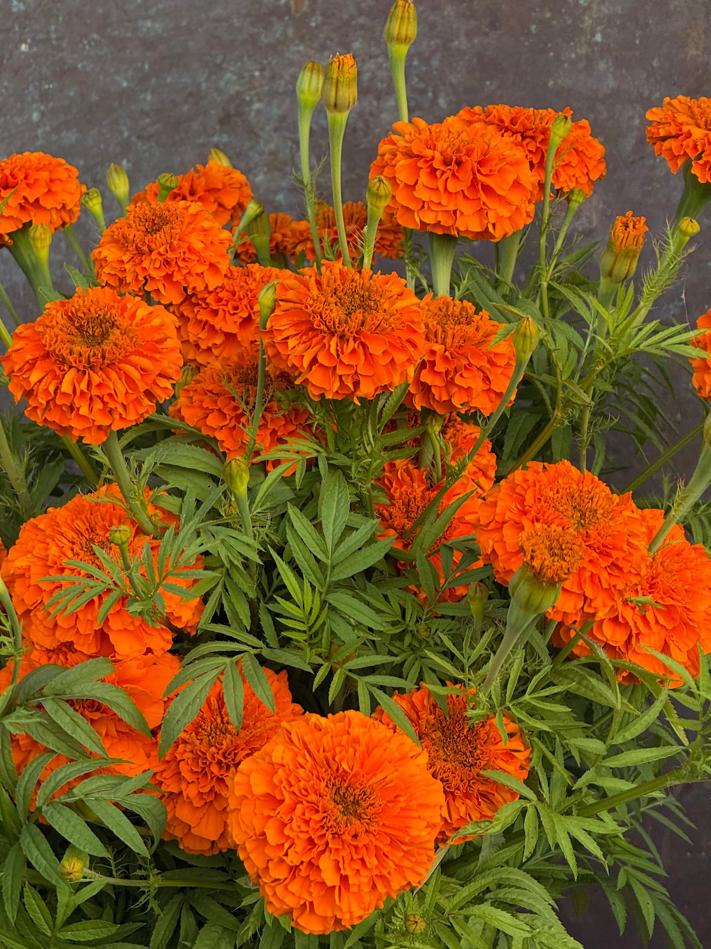 Tagetes erecta Coco™ Deep Orange F1 | African Marigold | Cut Flower therapyofflowers.com