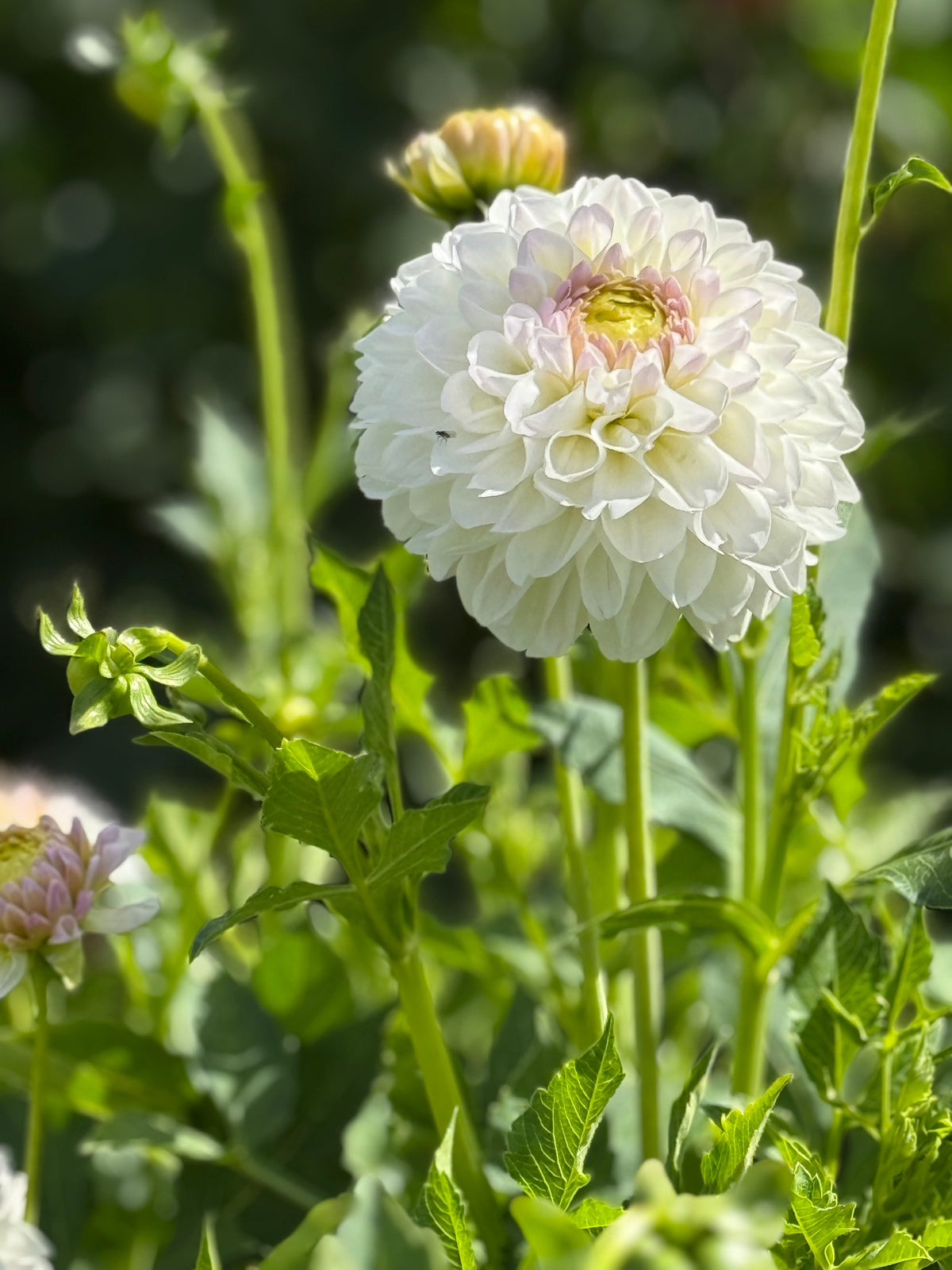 Dahlia Aprīļa Pilieni | Cut Flower Quality therapyofflowers.com