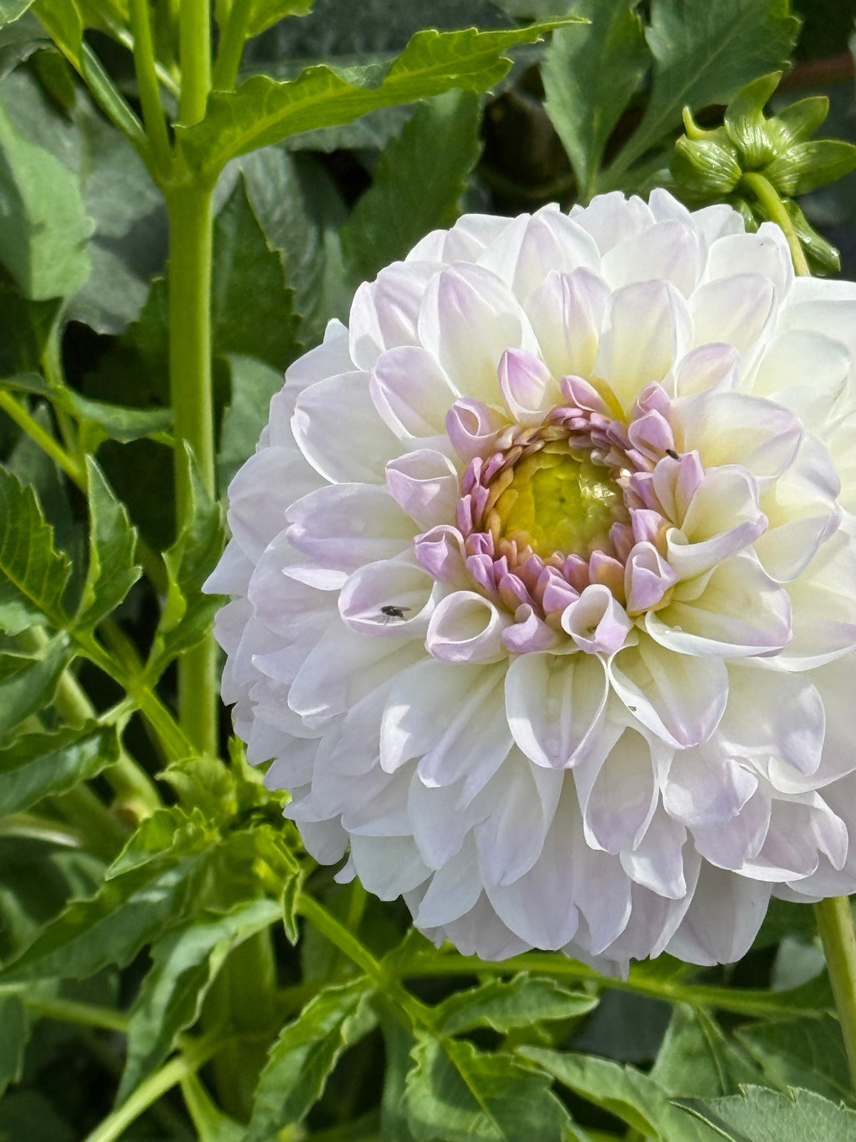 Dahlia Aprīļa Pilieni | Cut Flower Quality therapyofflowers.com