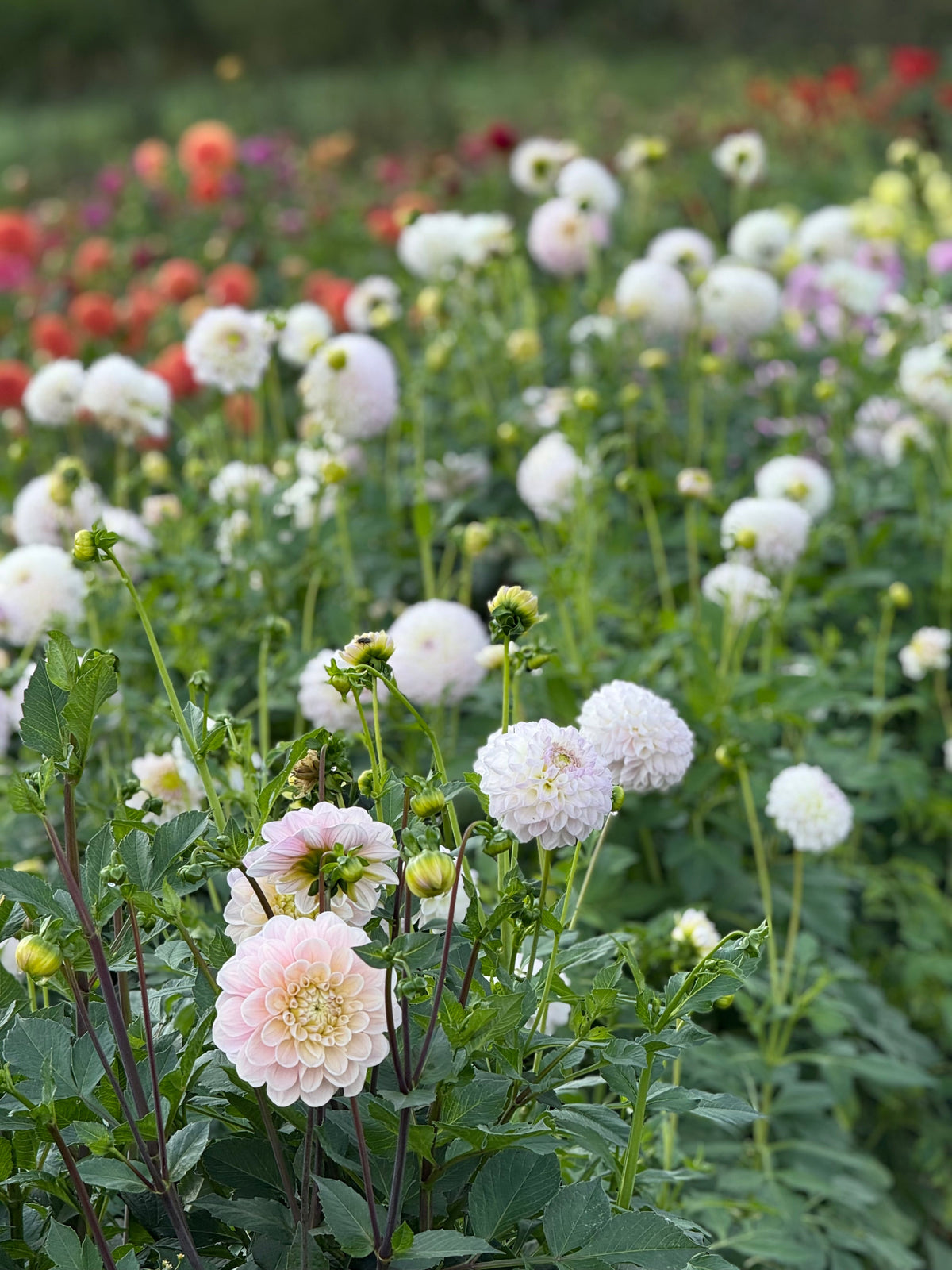 Dahlia Aprīļa Pilieni | Cut Flower Quality therapyofflowers.com