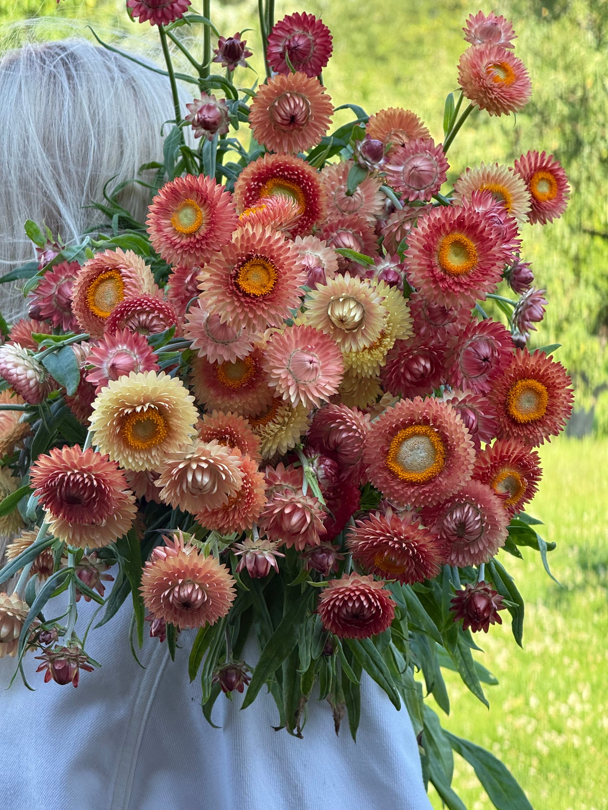 Helichrysum bracteatum Salmon | Strawflower therapyofflowers.com