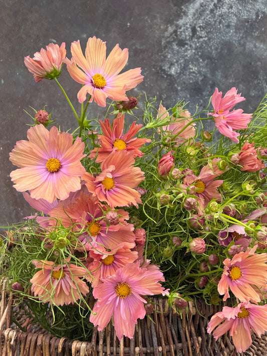 Cosmos bipinnatus Apricotta | Cut Flower Variety therapyofflowers.com