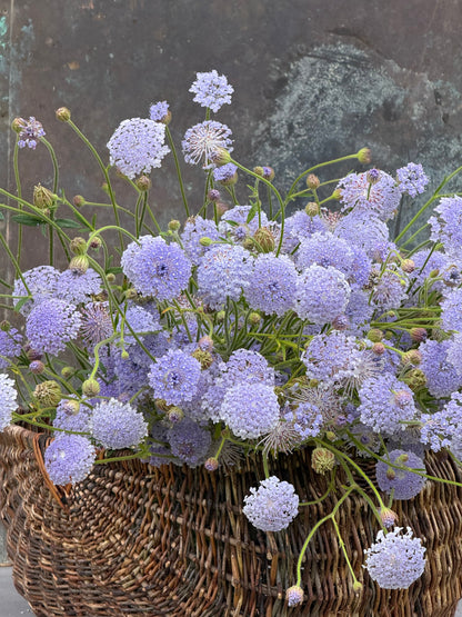 Trachymene coerulea Lavender Blue | Lace Flower | Didiscus therapyofflowers.com