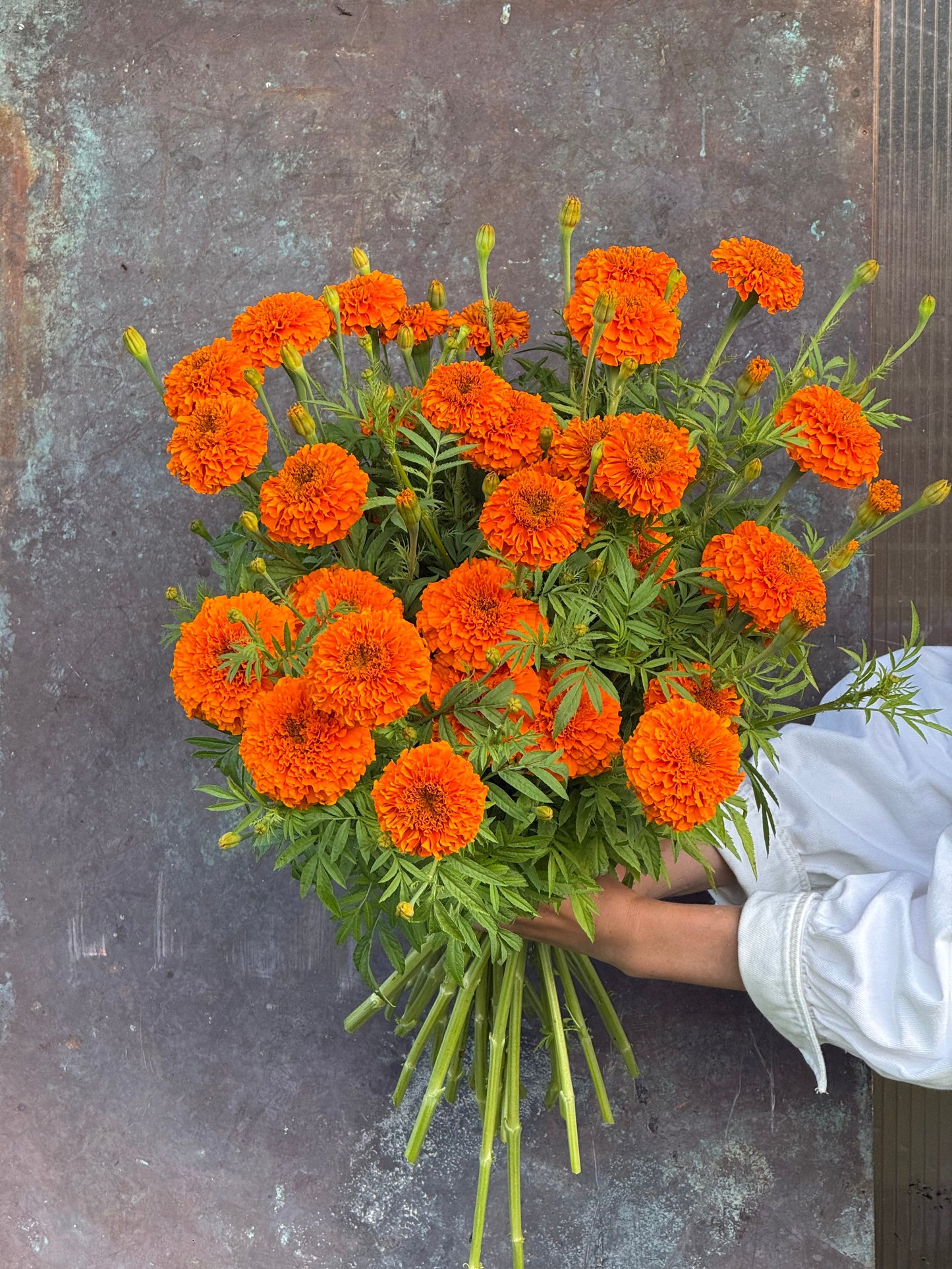 Tagetes erecta Coco™ Deep Orange F1 | African Marigold | Cut Flower therapyofflowers.com