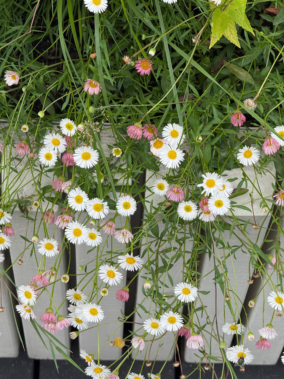 Erigeron karvinskianus Profusion | Mexican Daisy | Pelleted therapyofflowers.com
