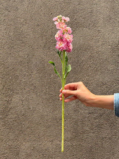 Matthiola incana StoX® Champagne | Stock therapyofflowers.com