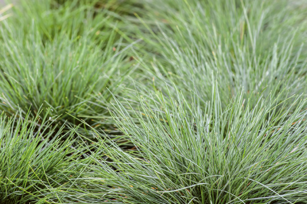 Festuca glauca Freddy | Blue Fescue Grass therapyofflowers.com