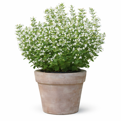 Calamintha nepeta Marvelette White | Lesser Calamint therapyofflowers.com