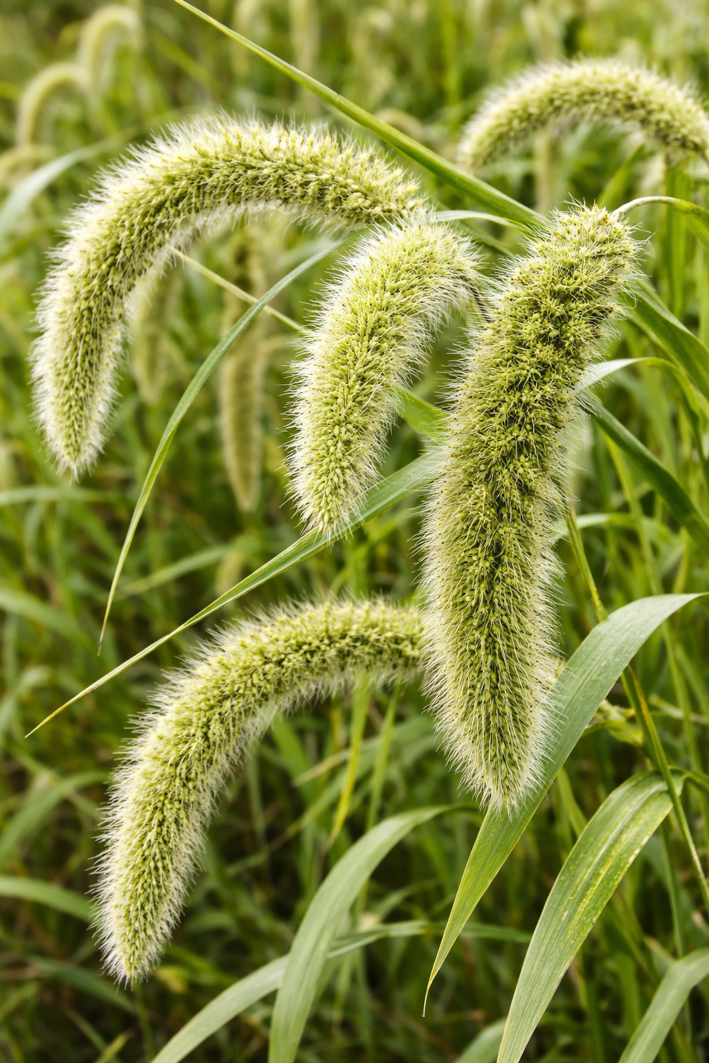 Setaria italica | Foxtail Millet | Ornamental Grass therapyofflowers.com