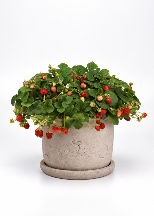 Dārza zemene Fresca | Fragaria x ananassa sēklas