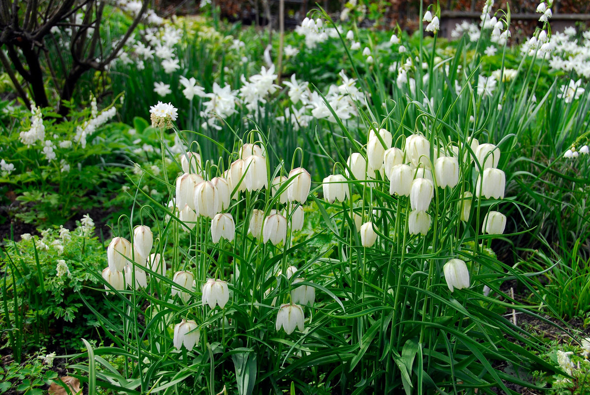 Fritillaria meleagris Alba | Snake's head fritillary therapyofflowers.com