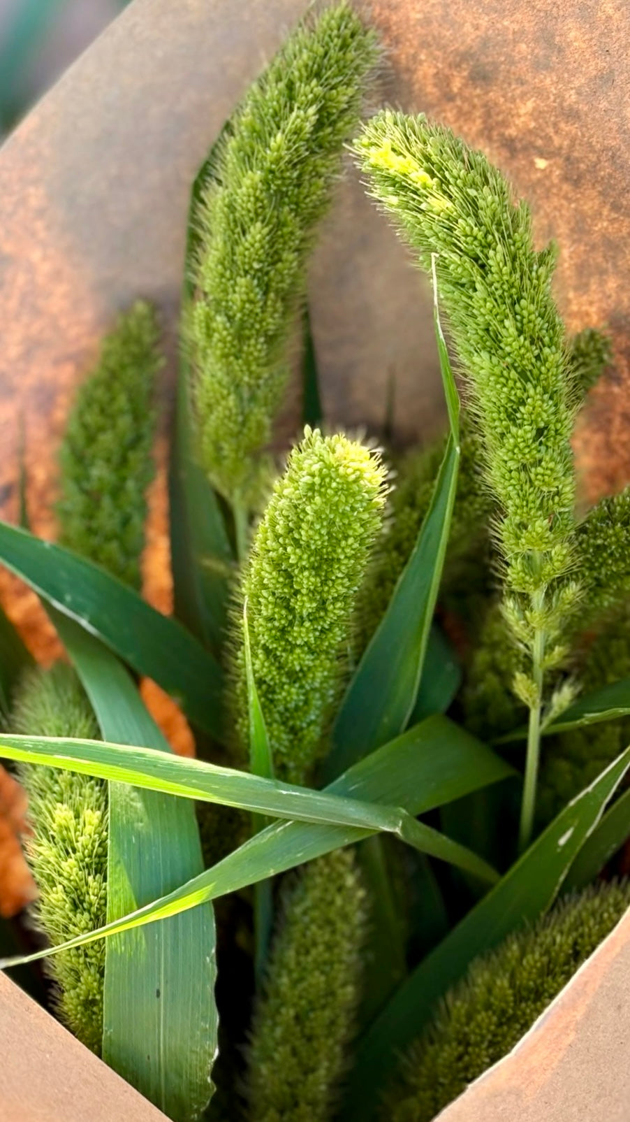 Setaria italica | Foxtail Millet | Ornamental Grass | Cut & Dried Flower