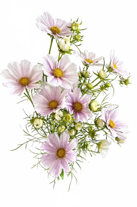 Cosmos bipinnatus ‘Versailles Tetra Flush’ | White with Rose Blush | Elegant Cut Flower therapyofflowers.com