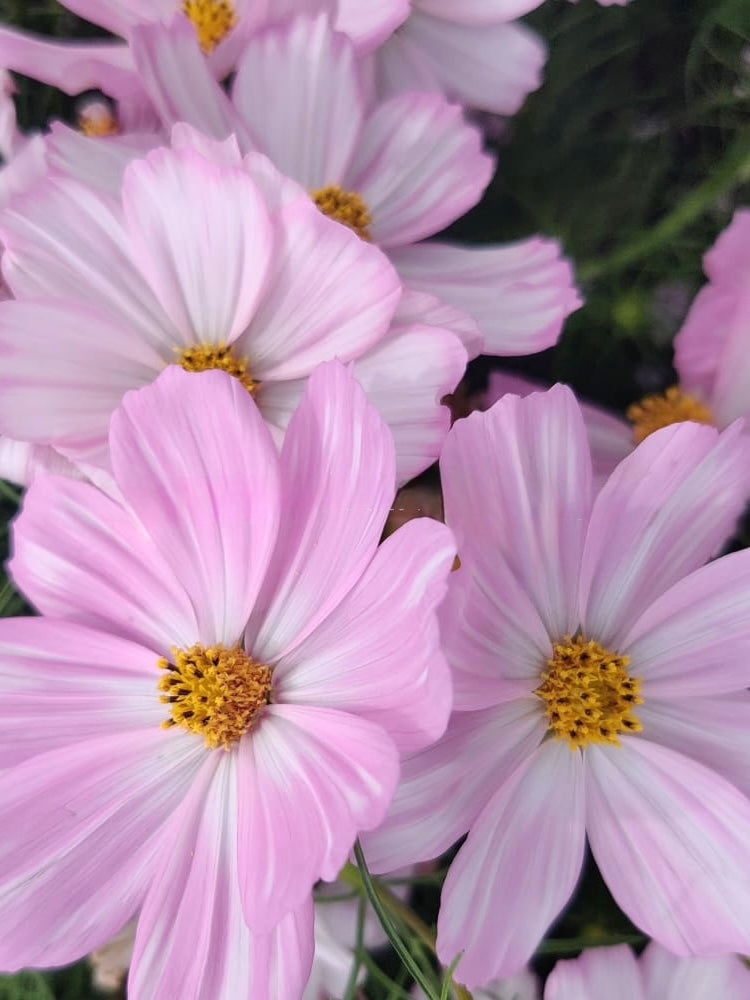 Cosmos bipinnatus Cosimo Pink White | Garden Cosmos | H 50–60 cm therapyofflowers.com
