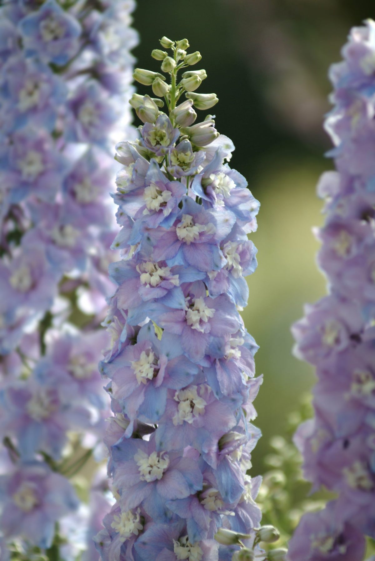 Dārza delfīnija Guardian Lavender F1 | Delphinium elatum