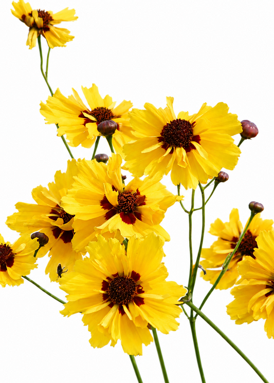 Coreopsis tinctoria Golden Roulette | Plains Coreopsis therapyofflowers.com