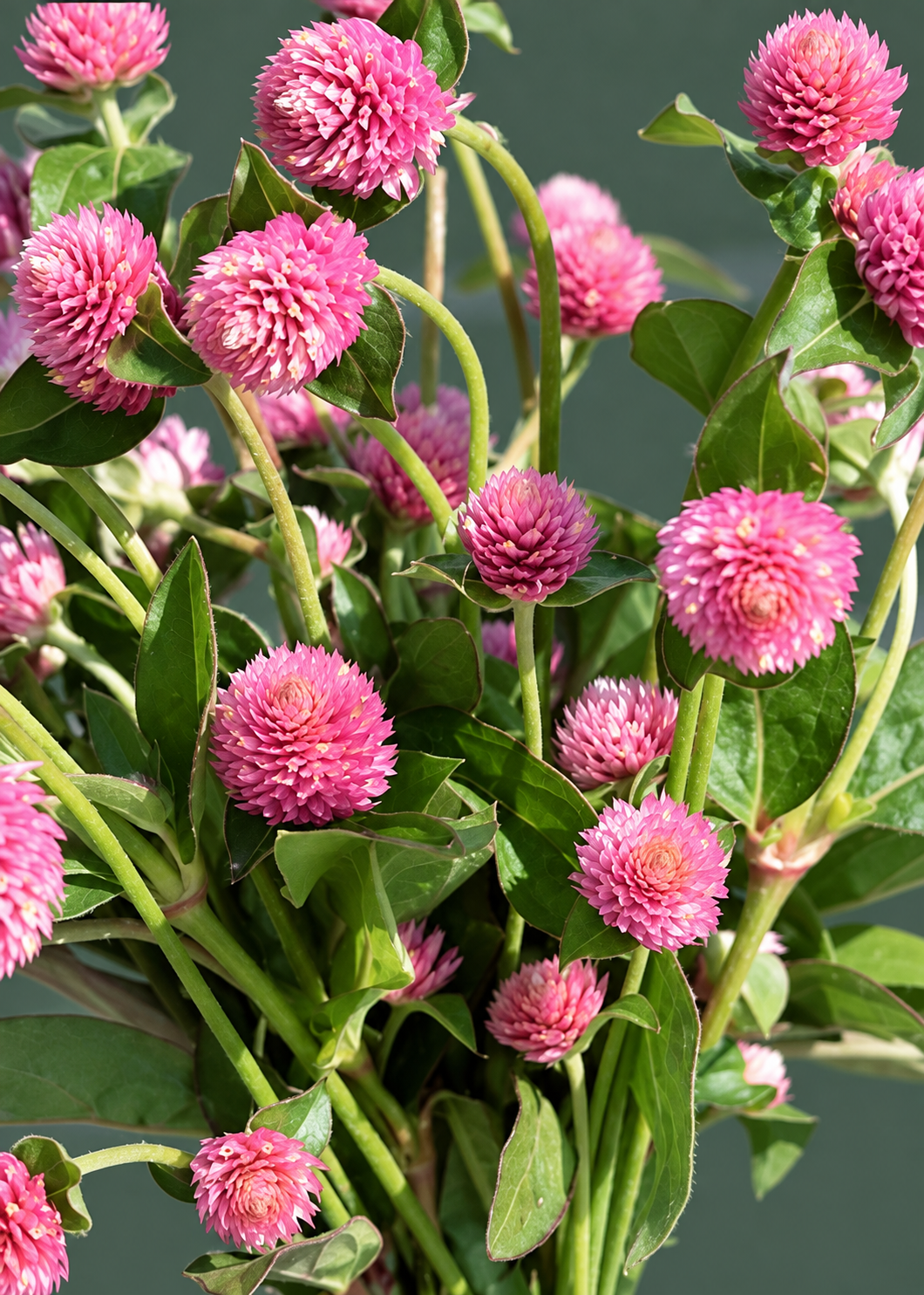 Lodveida gomfrēna Salmon Pastel | Gomphrena globosa