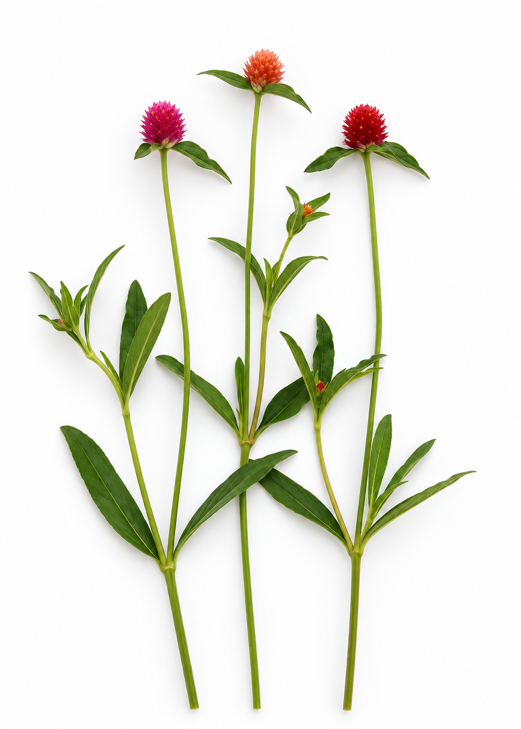 Gomfrēna QIS® Mix | Gomphrena haageana 