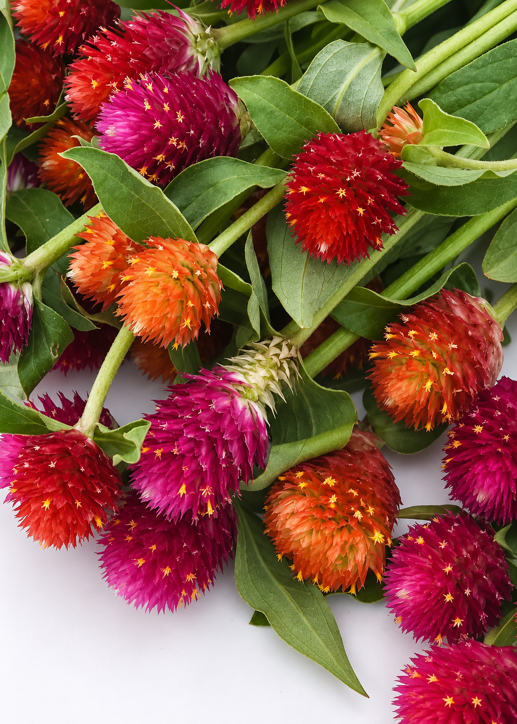 Gomfrēna QIS® Mix | Gomphrena haageana 
