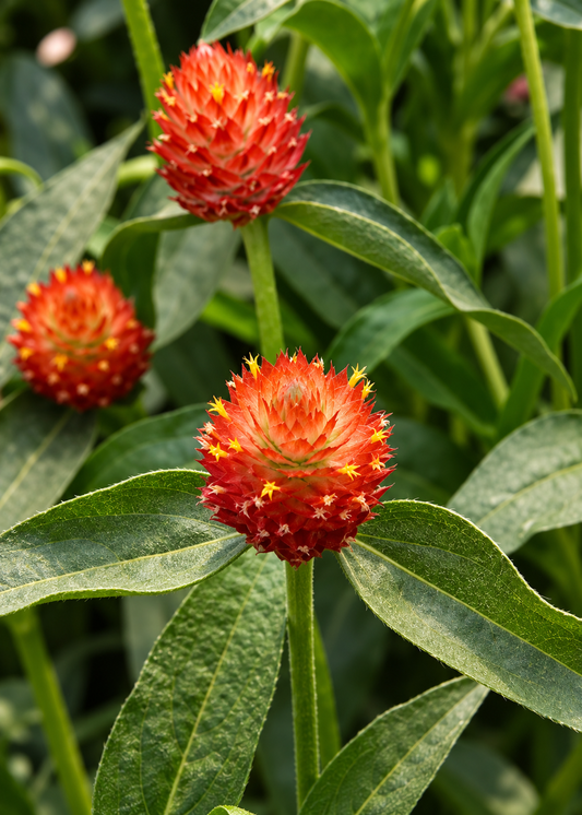 Gomfrēna QIS® Orange | Gomphrena haageana
