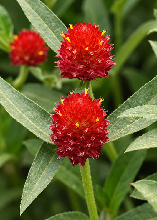Gomfrēna QIS® Red | Gomphrena haageana 