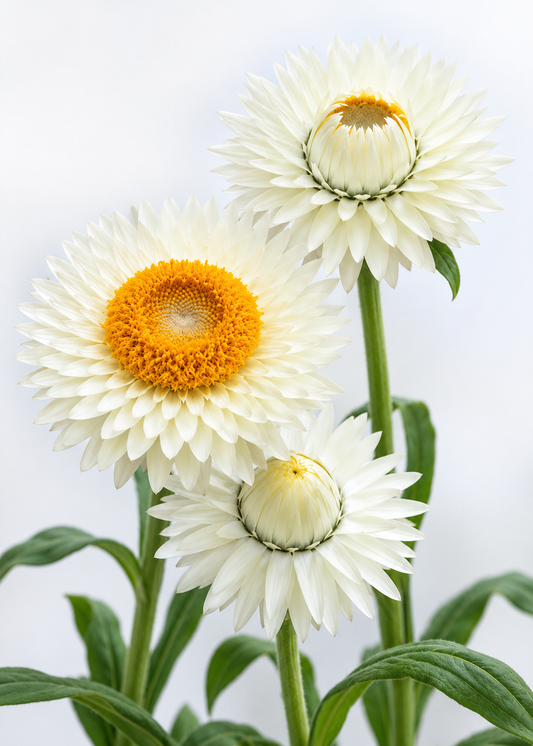 Seglapu salmene Frosted Sulphur | Helichrysum bracteatum